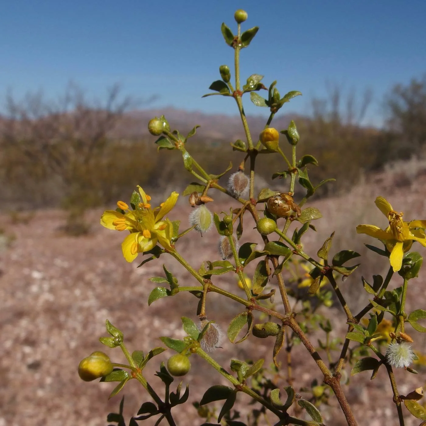 Creosote Bush Image